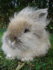 cute rabbit
