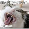 edwards cat 