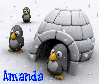 amanda penguins background
