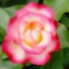 blurred glowing rose