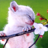 Cherry Blossom Kitten