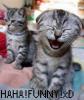 Haha funny!cats