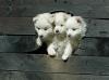 cute puppys 