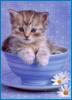 kitty in cup