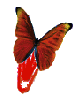 Red butterfly clip