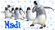 madi penguins 