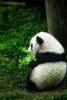 panda snacking