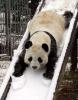 panda sliding