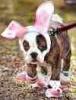 dog in a bunny suit 