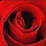 Red Rose Backround