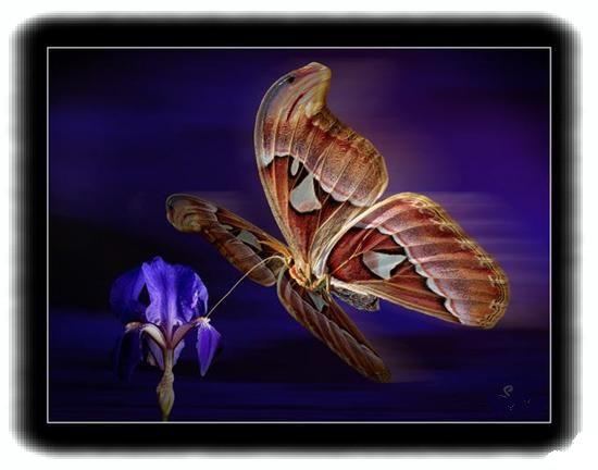 batterfly