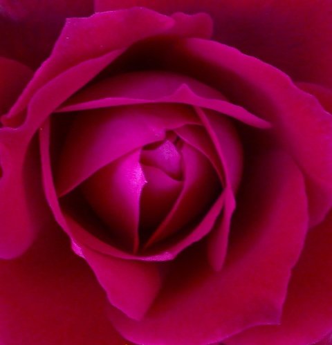 RED ROSE HEART
