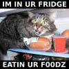 fridge Kitty
