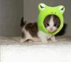 kitty with a frog hat