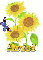 ariel sun flower