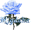 blue rose migdalia