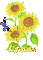lynds sun flower