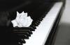 White Rose Black Piano