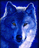 Blue Winking Wolf