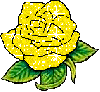 Bright yellow rose