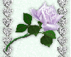 lavander rose