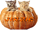 Cats in a Pumpkin - Jirzie