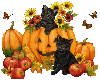CATS WITH PUMPKINS