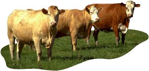cow field