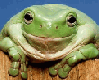 frog grin