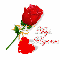 a rose for you-Rizwana