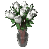 dozen white roses