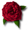 red rose icon