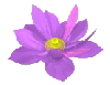 purple flower avatar