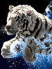 icewater tiger