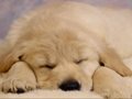 . . puppy:)