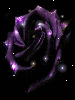 purple night rose