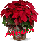 Christmas Flower - Paguia