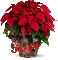 Christmas Flower - Judy