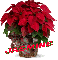 Christmas Flower - Jasmine