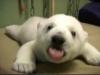 baby polar bear with tongue out