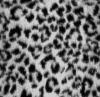 Grey leopard 2