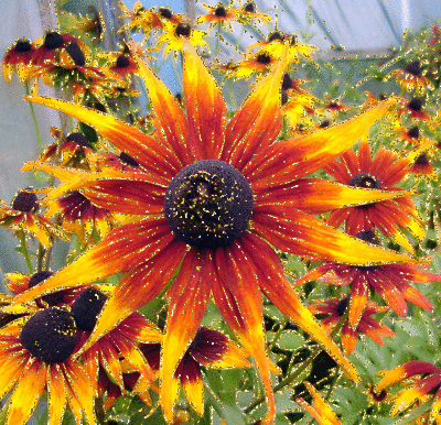 Sun