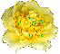 Yellow Rose - Hugs - Elia