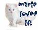 FOR: Marie, white cat, "marie loves it"