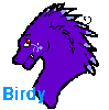 Birdy, my feather dragon