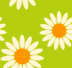 mini limegreen daises background