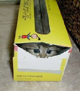 Kitten in a box-peek-a-boo