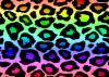 colorful leopard 