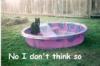 cat,pool