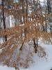Beech Tree in Snow